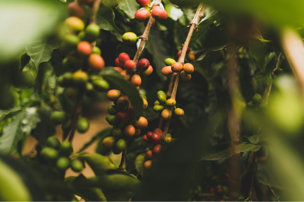 Close-up of coffee berries on a branch with green leaves