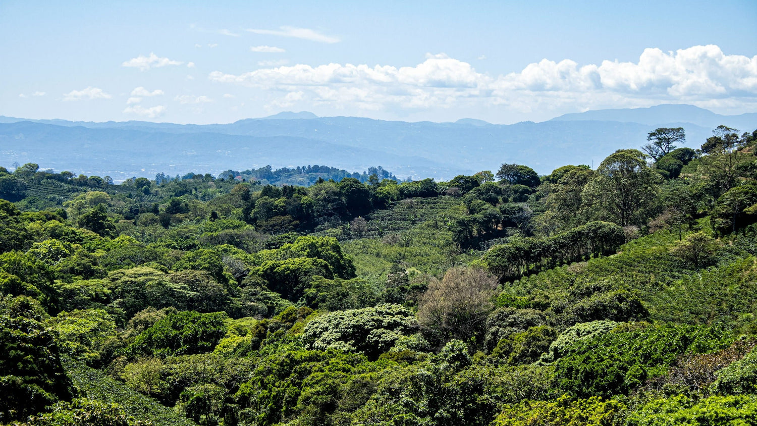 Lush green forest with mountains in the distance under a blue sky.