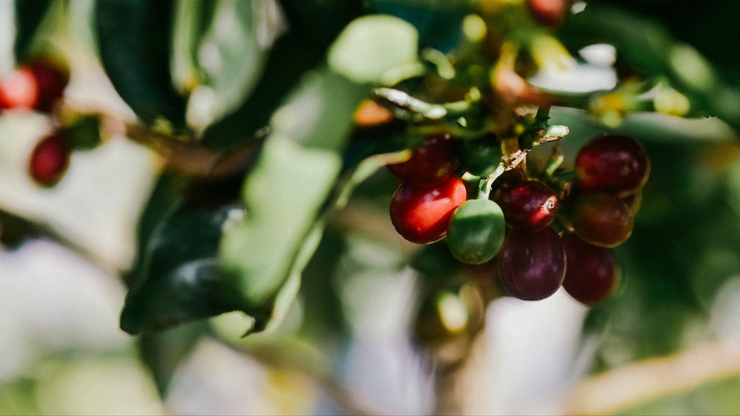 Close-up of coffee cherries on a branch with green leaves.