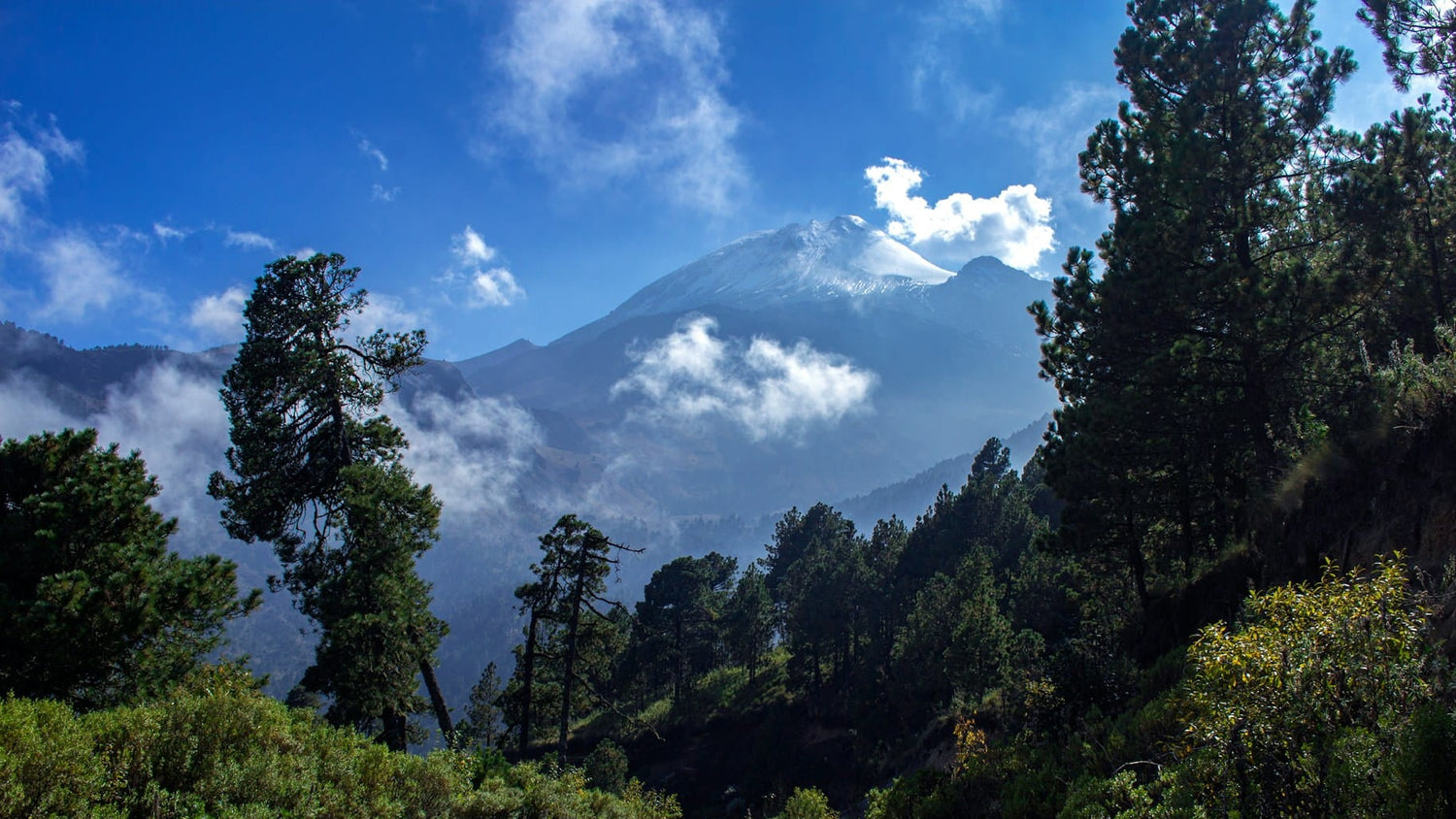 Mountains and green trees